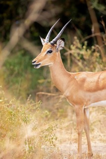 Impala (Aepyceros), Akagera National Park or Kagera National Park, Eastern Province, Rwanda