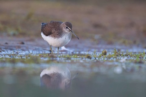 Green Sandpiper (Tringa ochropus) foraging, North Rhine-Westphalia, Germany