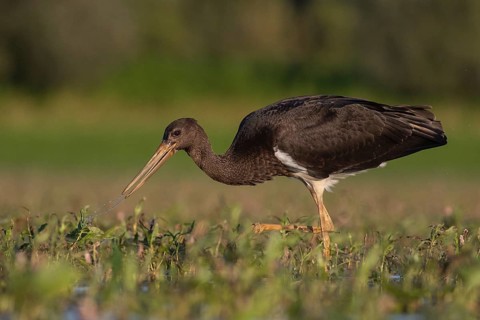 Black Stork (Ciconia nigra) juvenile foraging, Tiszaalpár, Hungary