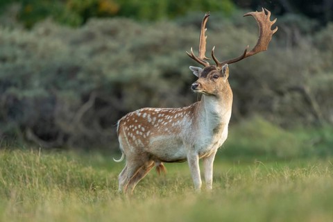 Fallow deer (dama dama), male, deer, Zandvoort, North Holland, Netherlands