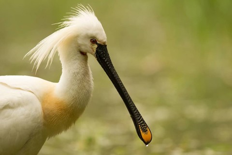 Eurasian Spoonbill (Platalea leucorodia), Serbia