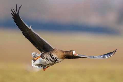 Greater White-fronted Goose (Anser albifrons) flying, North Rhine-Westphalia, Germany