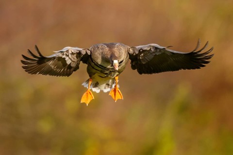 Greater White-fronted Goose (Anser albifrons) flying, North Rhine-Westphalia, Germany