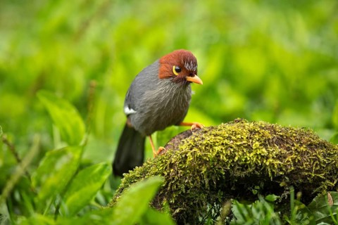 Chestnut-hooded Laughingthrush (Garrulax treacheri) perched on mossy ground, Sabah, Malaysia