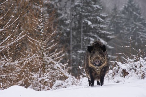 Wild boar (Sus scrofa) in the snow, Melle, Lower Saxony, Germany