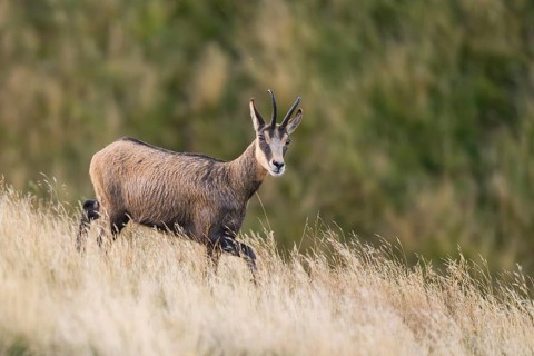 Chamois (Rupicapra rupicapra) on a meadow in the Vosges Mountains, wildlife, France