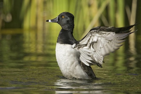 Ring-necked Duck (Aythya collaris) male, Arizona, USA