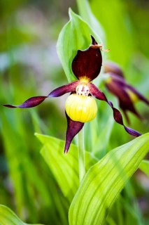 Orchids, Lady's slipper, (Cypripedium calceolus), Lower Saxony, Federal Republic of Germany