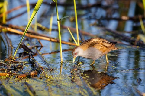 Little Crake (Porzana parva) male foraging, Lesvos, Greece