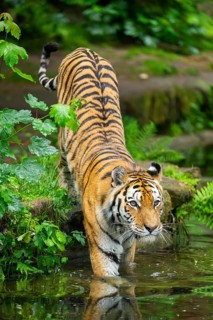 Siberian tiger (Panthera tigris tigris) walking in a lake, captive, Germany