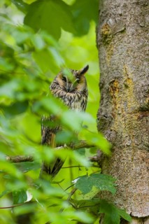One long-eared owl (Asio otus), sitting on a branch of a tree, between green leaves
