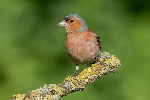 Common Chaffinch (Fringilla coelebs) male perched on a branch, Lower Saxony, Germany