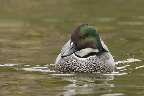 Falcated Duck (Mareca falcata) male, California, USA