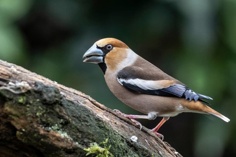 Hawfinch (Coccothraustes coccothraustes), Emsland, Lower Saxony, Germany