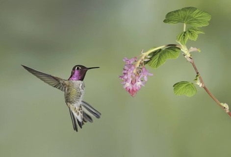Anna's Hummingbird (Calypte anna), British Columbia, Canada