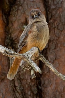 Siberian Jay (Perisoreus infaustus) perched on a branch, Dalarna, Sweden