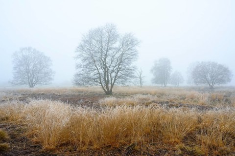 Birches in winter Rehdener Geestmoor in fog, Diepholzer Moorniederung, Rehden, Lower Saxony,