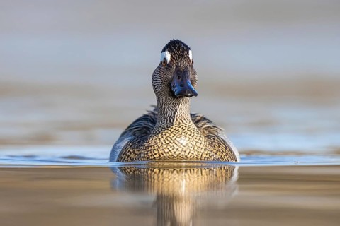 Garganey (Spatula querquedula) male, North Rhine-Westphalia, Germany