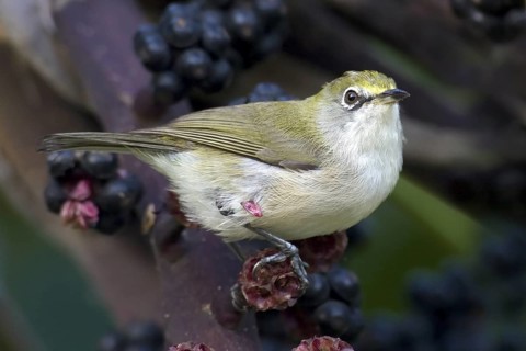 Christmas White-eye (Zosterops natalis), Christmas Island, Australia