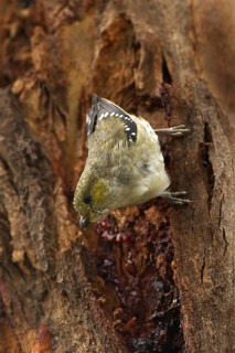 Forty-spotted Pardalote (Pardalotus quadragintus), Tasmania, Australia