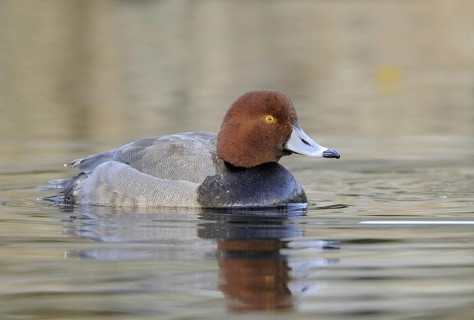 Redhead (Aythya americana) male, British Columbia, Canada