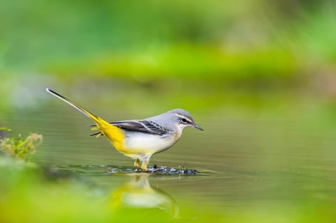 Grey Wagtail (Motacilla cinerea) hunting at a little lake in a swamp, wildlife, Germany