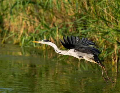 Grey heron (Ardea cinerea) flying over a lake, Lower Saxony, Germany