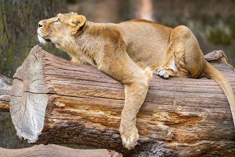 Asiatic lion (Panthera leo persica) female lying on a tree trunk, captive, Germany