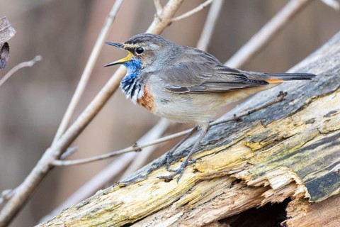 Bluethroat (Luscinia svecica cyanecula) ml Germany