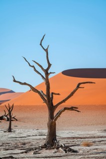 Dead camel thorn trees (Vachellia erioloba), red sand dunes, white salt pan, Dead Vlei, Sossusvlei,