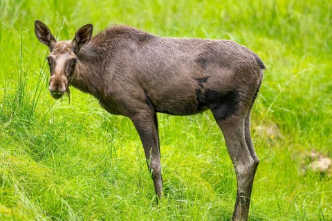 Eurasian elk (Alces alces) standing on a meadow in early summer, Bavarian Forest, Bavaria, Germany