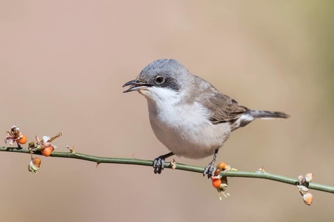 Lesser Whitethroat (Sylvia curruca) perched on a twig, Eilat, Israel