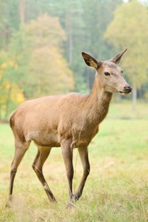 Red deer (Cervus elaphus) hind walking on a meadow, Bavaria, Germany