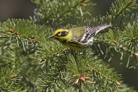 Townsend's Warbler (Setophaga townsendi), British Columbia, Canada