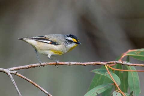 Striated Pardalote (Pardalotus striatus substriatus), Victoria, Australia
