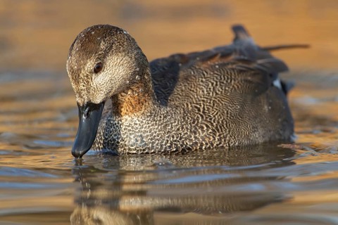 Gadwall duck (Anas strepera) adult male duck on a lake, England, United Kingdom