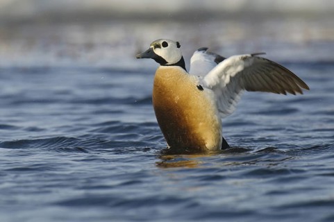 Steller's Eider (Polysticta stelleri) male, Alaska, USA