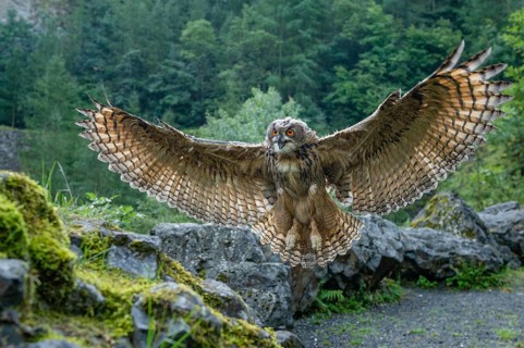 Eurasian Eagle-owl (bubo bubo) flying, Gerolstein, Rhineland-Palatinate, Germany