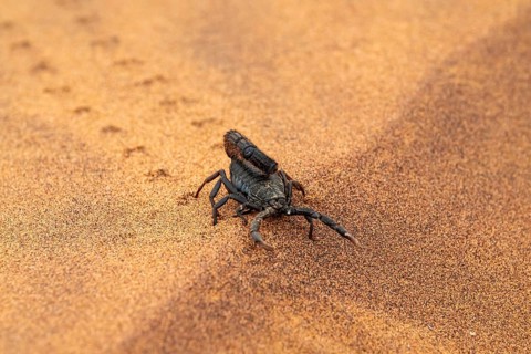 Black scorpion (Parabuthus villosus) running across sand, Namib Desert near Swakopmund, Namibia