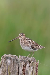 Snipe (Gallinago gallinago), standing on fence post of a pasture, on moorland, snipe birds,