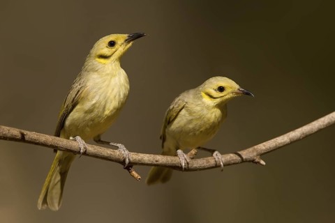Yellow-tinted Honeyeater (Ptilotula flavescens), Western Australia, Australia