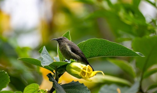 Olive-bellied Sunbird (Cinnyris chloropygius), female sitting on a yellow flower, Mgahinga Gorilla
