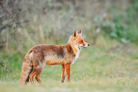 Red fox (Vulpes vulpes), North Holland, Netherlands