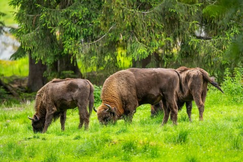 European bison (Bison bonasus) standing on a meadow in summer, Bavarian Forest, Germany