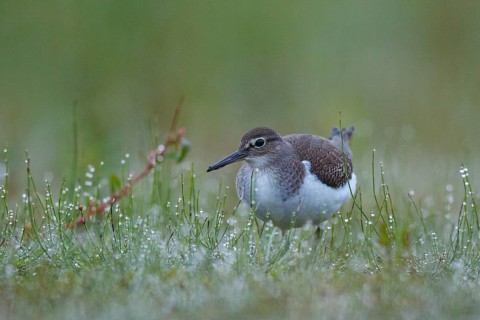 Common Sandpiper (Actitis hypoleucos) foraging, North Rhine-Westphalia, Germany