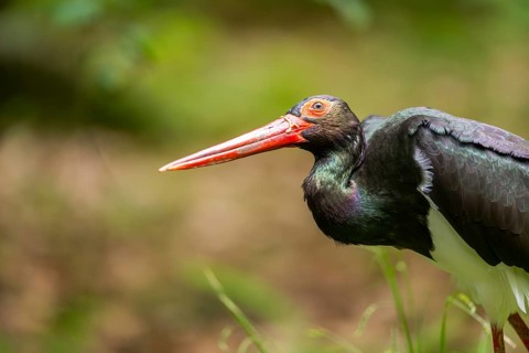 Black stork (Ciconia nigra) standing on a meadow, Bavaria, Germany