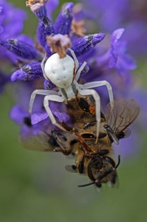 Goldenrod crab spider (Misumena vatia) eats a honey bee, Animals, Insects, Spiders,