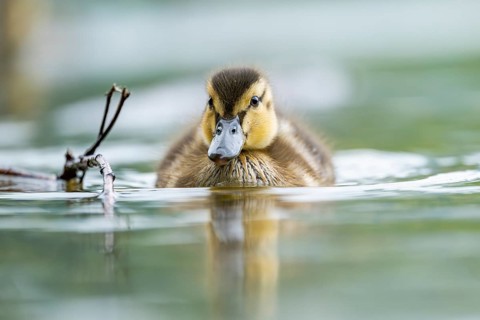 Wild duck (Anas platyrhynchos) chick swimming on a lake, Bavaria, Germany