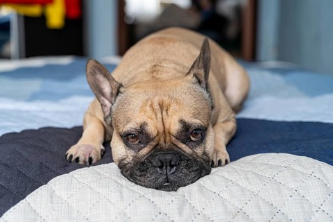 A French bulldog lying on a quilted bed, looking relaxed and calm. Its head rests gently on the