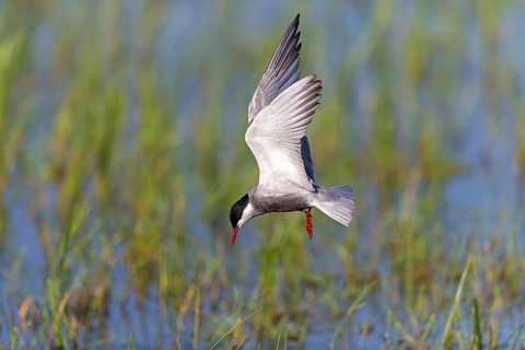 White-bearded Tern, (Chlidonias hybridus, Chlidonias hybrida, family of terns, flight, biotope,